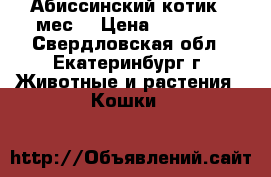 Абиссинский котик 4 мес. › Цена ­ 13 000 - Свердловская обл., Екатеринбург г. Животные и растения » Кошки   